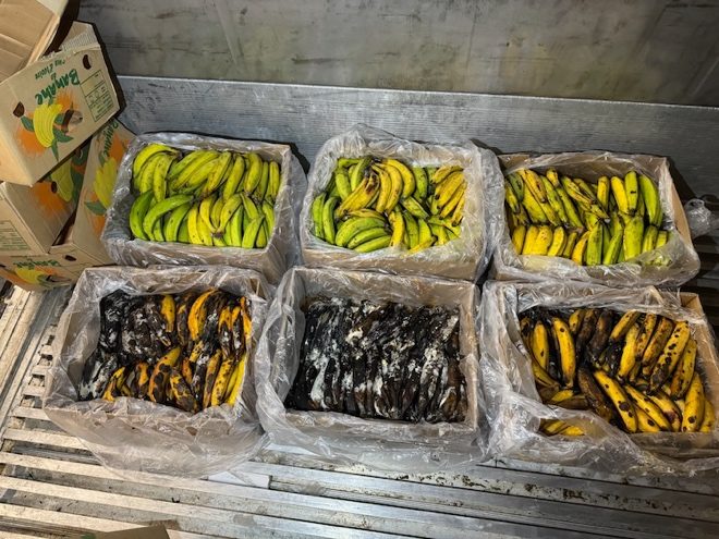 Chargement de bananes endommagées en cours de transport : recherche des causes du dommage.