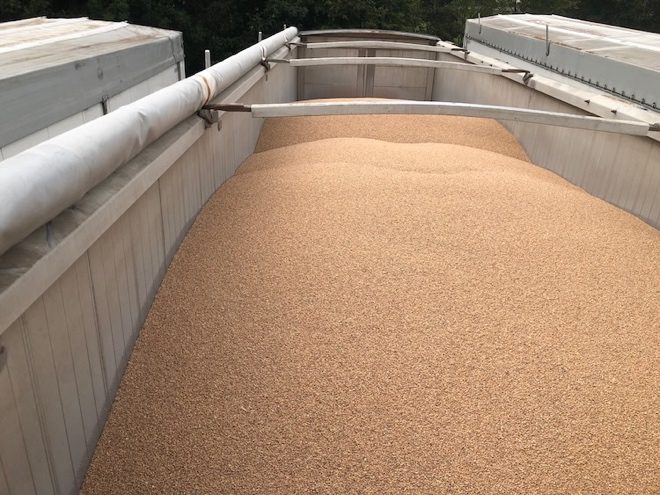 Contamination d'une benne céréalière par des charançons : sauvetage de la marchandise.