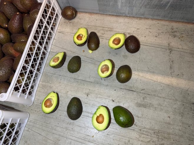 Inspection d'un chargement d'avocats ayant subi des températures négatives.