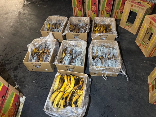 Inspection d'un chargement de bananes plantains en surmaturité.