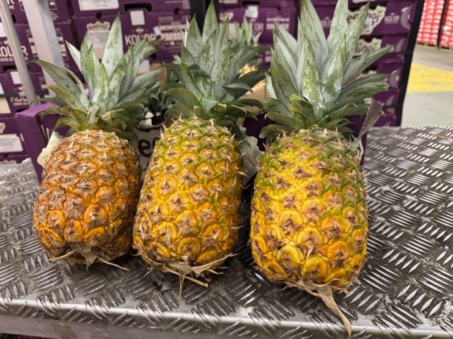 Inspection d'ananas du Costa Rica.