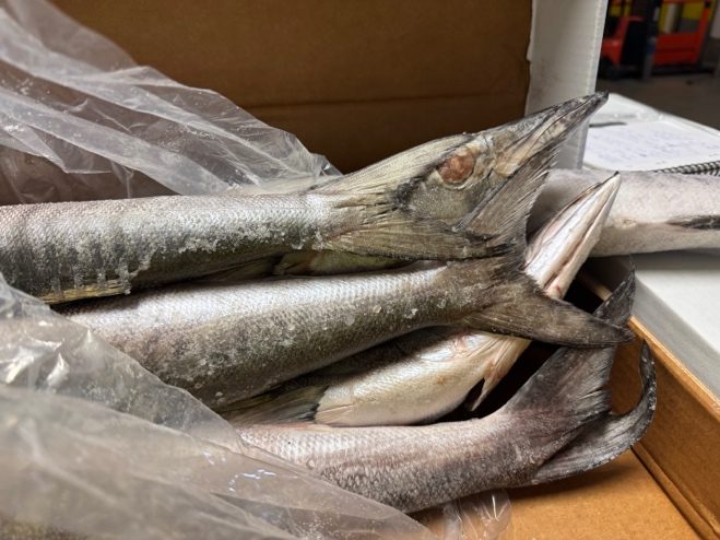 Suspicion de décongélation / recongélation d'un chargement de poissons surgelés en provenance du golfe Persique.